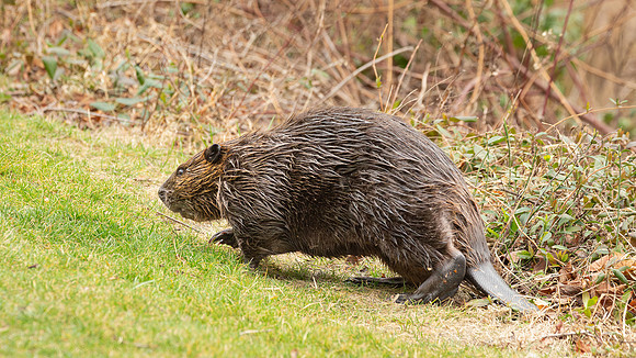 Wilde Lake Beaver - 04March2024-2