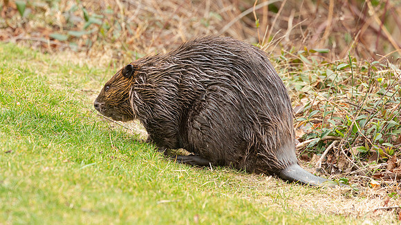 Wilde Lake Beaver - 04March2024-3