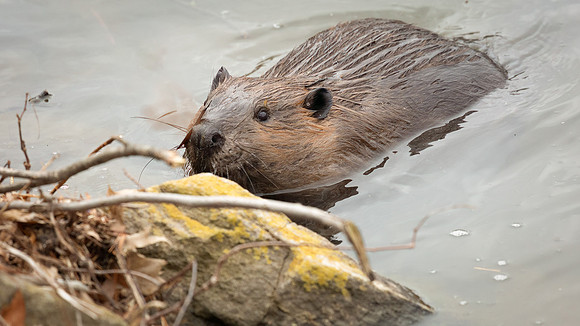 Wilde Lake Beaver - 04March2024-1