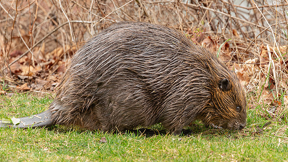 Wilde Lake Beaver - 04March2024-6