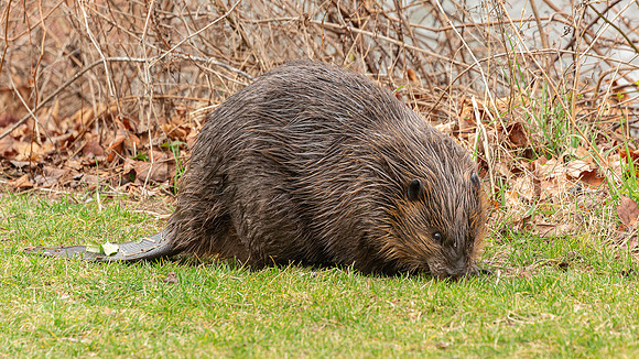 Wilde Lake Beaver - 04March2024-7