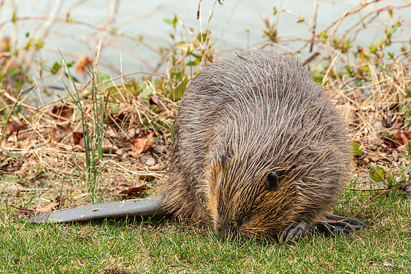 Wilde Lake Beaver - 04March2024-9