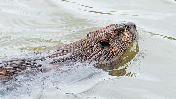 Wilde Lake Beaver - 04March2024-11