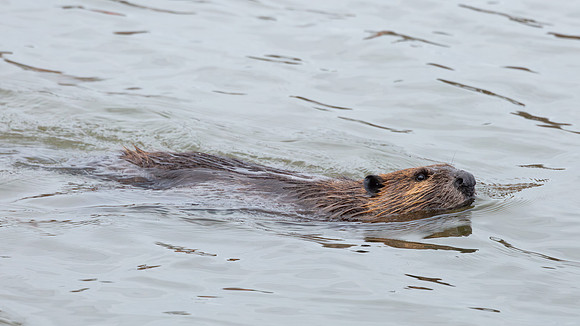 Wilde Lake Beave - 04March2024-12