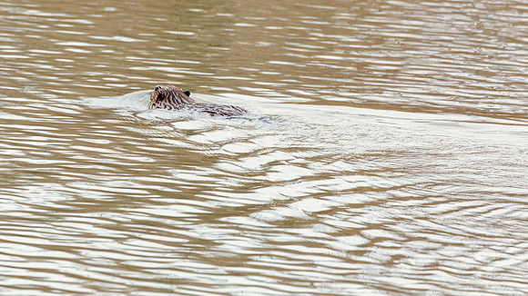 Wilde Lake Beaver - 04March2024-14