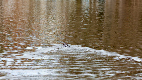 Wilde Lake Beaver - 04March2024-15