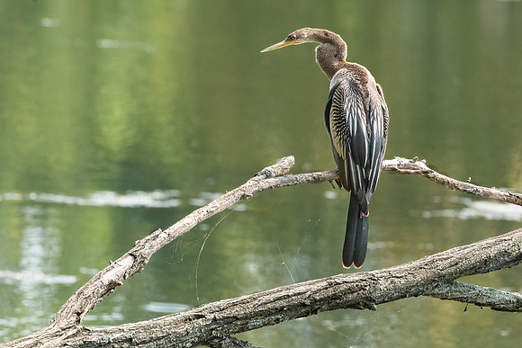 Wilde Lake Anhingas-13