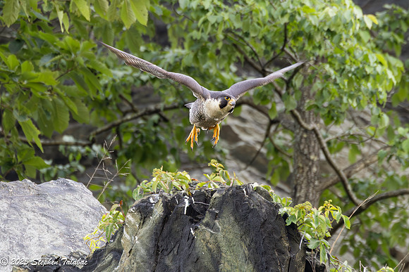 Point of Rocks Peregrine Falcons-22