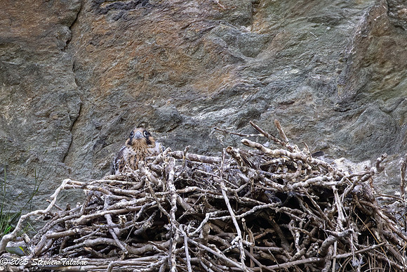 Point of Rocks Peregrine Falcons-6