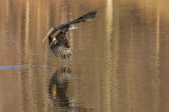 Columbia, "Wilde Lake", "bald eagle", eagle, "lake,", raptor