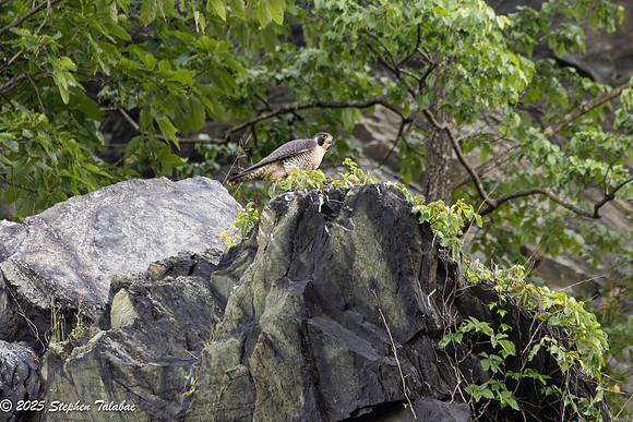 Point of Rocks Peregrine Falcons-15