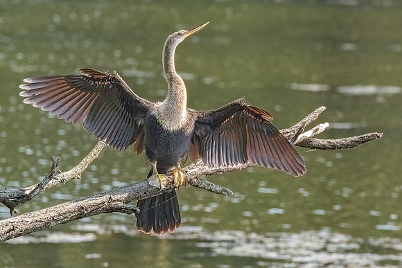 Wilde Lake Anhingas-19