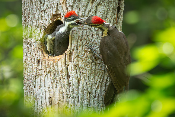 Pileated Woodpeckers 23May2024-9