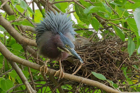 Green Heron & Chicks 28July2022-5
