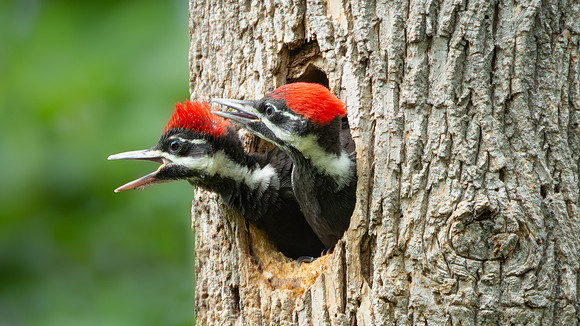 Pileated Woodpeckers 23May2024-1