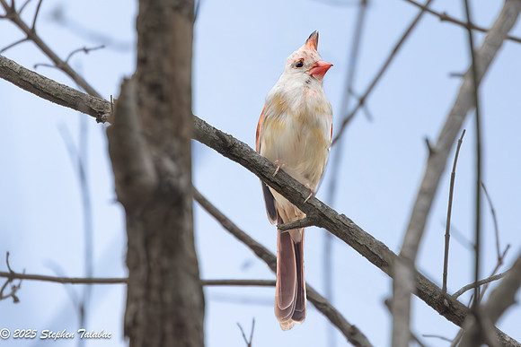 Font Hill Wetlands Park-1