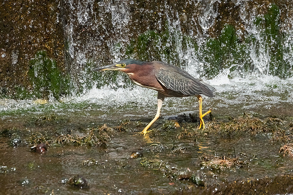 Green Heron & Chicks 01August2022-9