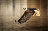 Columbia, "Wilde Lake", "bald eagle", eagle, "lake,", raptor