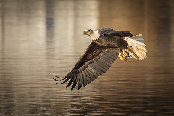 Columbia, "Wilde Lake", "bald eagle", eagle, "lake,", raptor