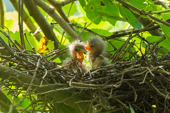Green Heron & Chicks 28July2022-8