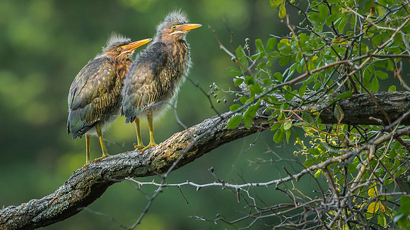 Juvenile Green Heron Portraits II-3