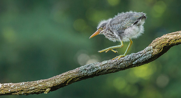 Juvenile Green Heron Portraits II-6