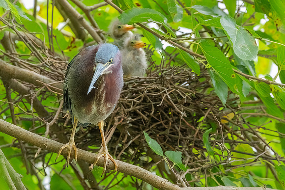 Green Heron & Chicks 01August2022-15