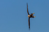 Columbia, "Wilde Lake", "bald eagle", eagle, "lake,", raptor