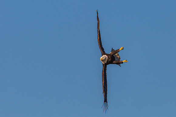 Columbia, "Wilde Lake", "bald eagle", eagle, "lake,", raptor