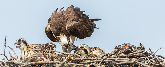 Deep Creek Ospreys-8737