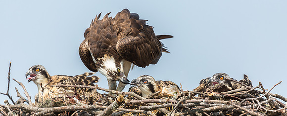 Deep Creek Ospreys-8738