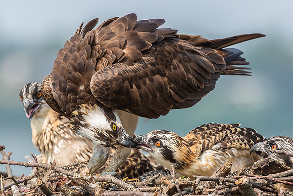 Deep Creek Ospreys-8664