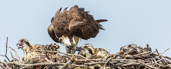 Deep Creek Ospreys-8736