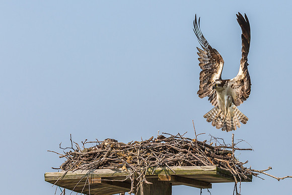 Deep Creek Ospreys-9013