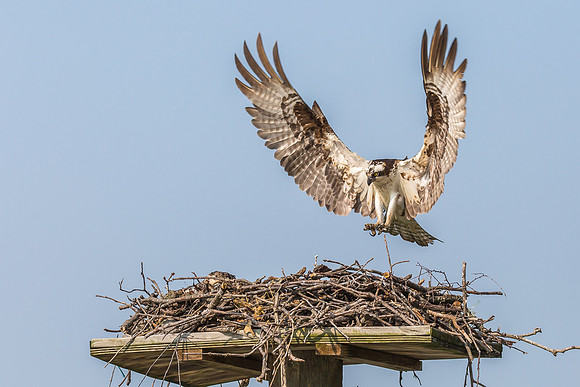 Deep Creek Ospreys-9014