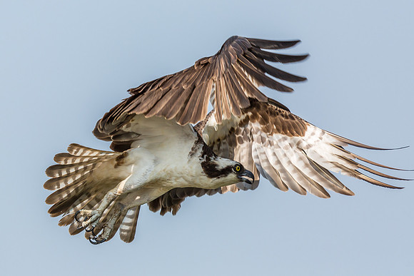 Deep Creek Ospreys-8506