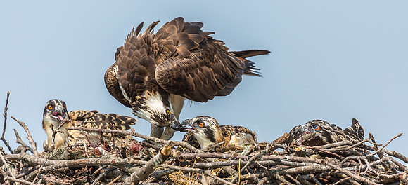 Deep Creek Ospreys-8690