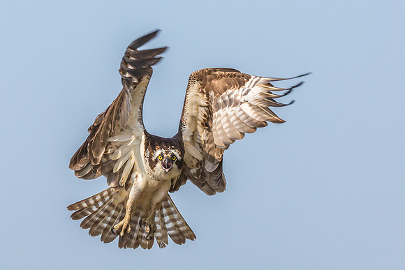 Deep Creek Ospreys-9018