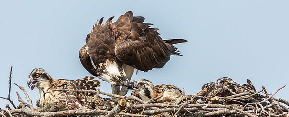 Deep Creek Ospreys-8740