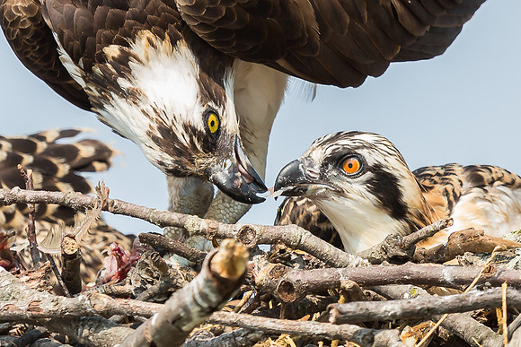 Deep Creek Ospreys-8710