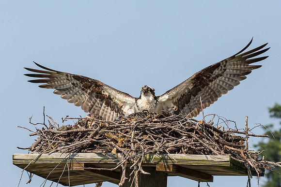 Deep Creek Ospreys-8949