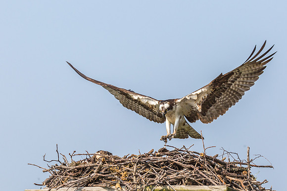 Deep Creek Ospreys-9023