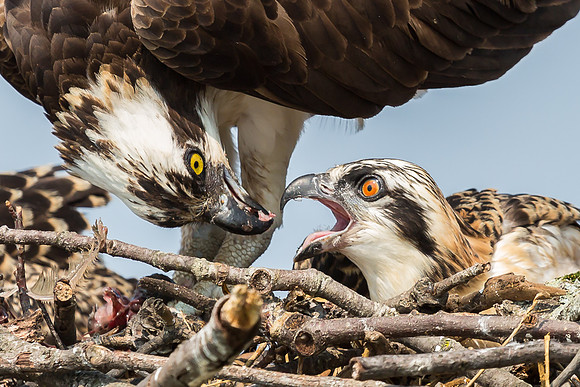 Deep Creek Ospreys-8702