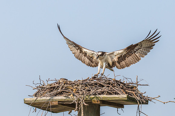 Deep Creek Ospreys-9015