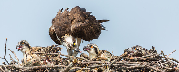 Deep Creek Ospreys-8735