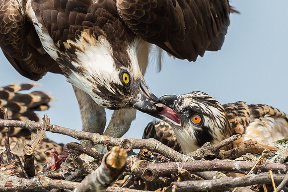 Deep Creek Ospreys-8715