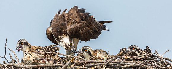 Deep Creek Ospreys-8741
