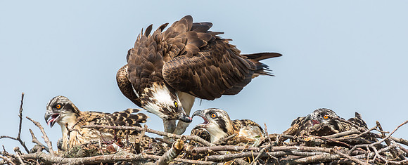 Deep Creek Ospreys-8739