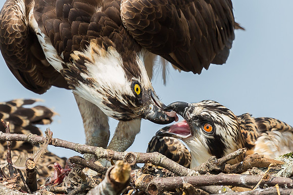 Deep Creek Ospreys-8714