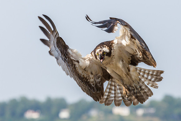 Deep Creek Ospreys-8998